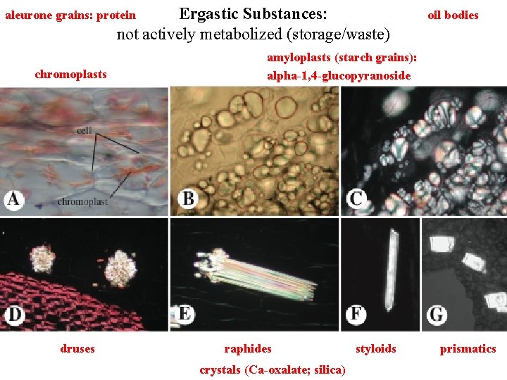 Ergastic Substances: not actively metabolized (storage/waste) aleurone grains: protein chromoplasts druses oil bodies amyloplasts