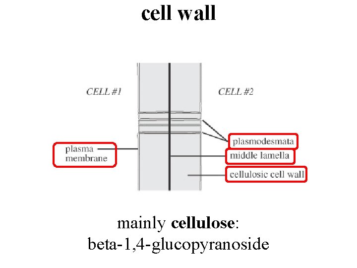 cell wall mainly cellulose: beta-1, 4 -glucopyranoside 