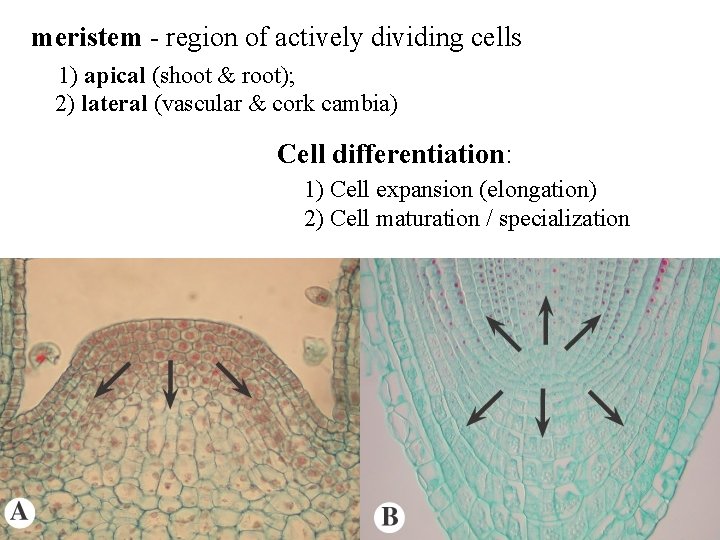 meristem - region of actively dividing cells 1) apical (shoot & root); 2) lateral