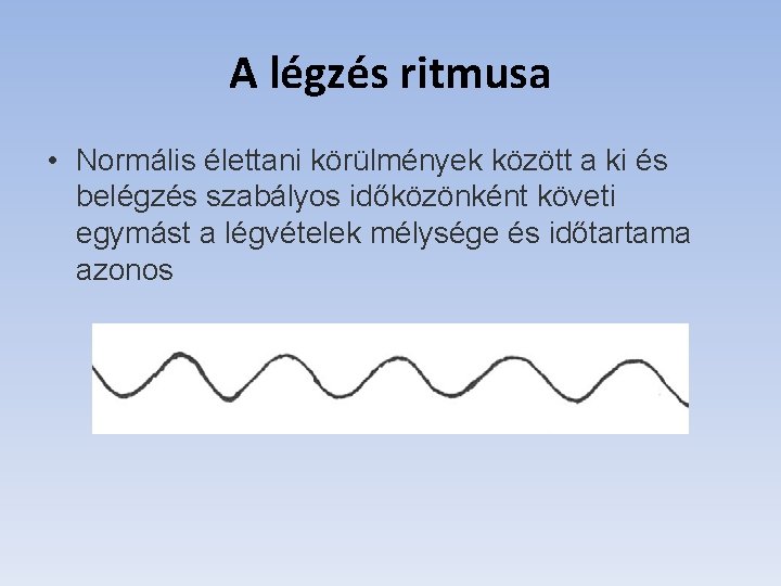 A légzés ritmusa • Normális élettani körülmények között a ki és belégzés szabályos időközönként