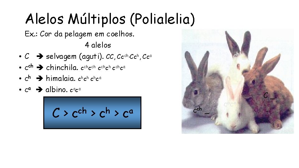 Alelos Múltiplos (Polialelia) • • Ex. : Cor da pelagem em coelhos. 4 alelos