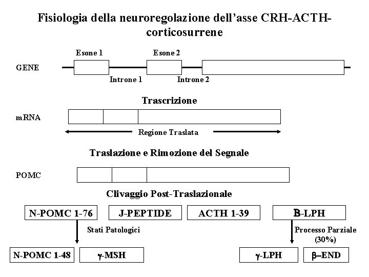 Fisiologia della neuroregolazione dell’asse CRH-ACTHcorticosurrene Esone 1 Esone 2 GENE Introne 1 Introne 2