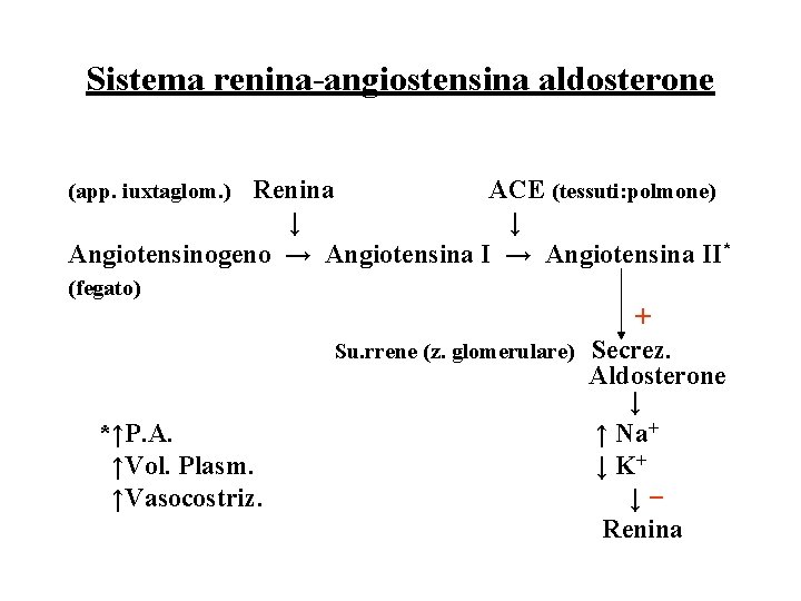 Sistema renina-angiostensina aldosterone Renina ACE (tessuti: polmone) ↓ ↓ Angiotensinogeno → Angiotensina II* (app.