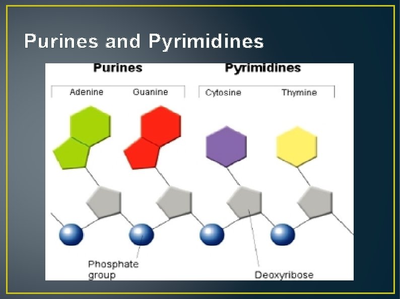 Purines and Pyrimidines 