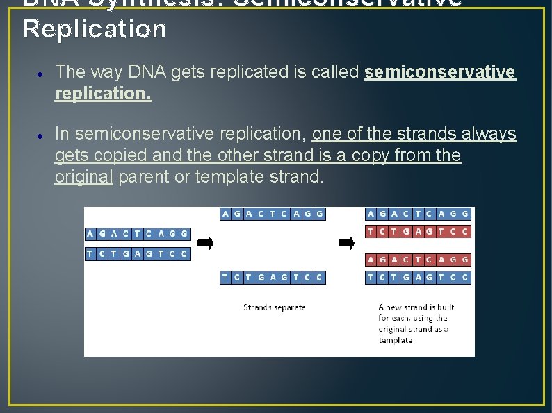 DNA Synthesis: Semiconservative Replication The way DNA gets replicated is called semiconservative replication. In