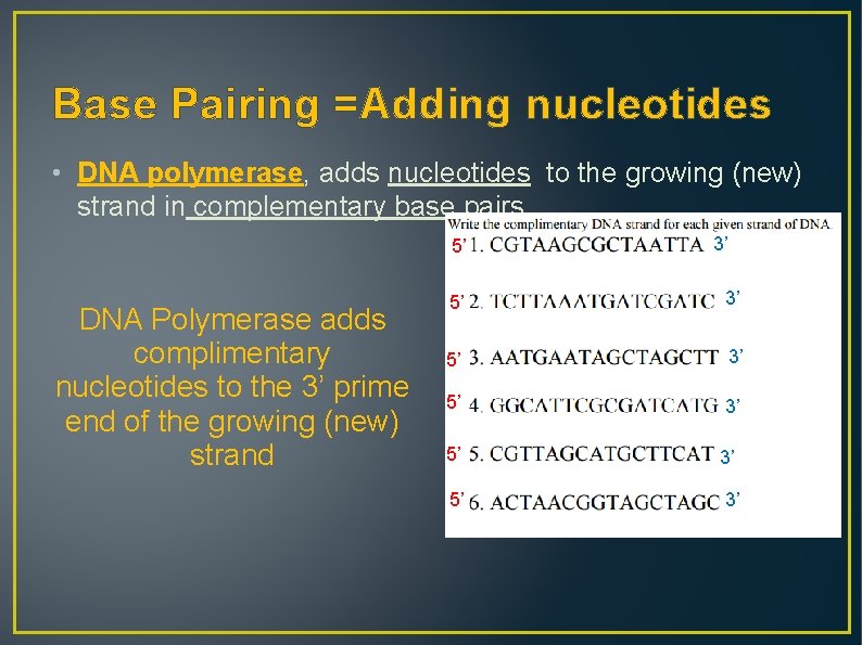 Base Pairing =Adding nucleotides • DNA polymerase, adds nucleotides to the growing (new) strand