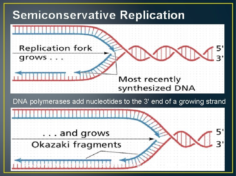 Semiconservative Replication DNA polymerases add nucleotides to the 3' end of a growing strand