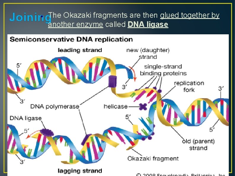 Okazaki fragments are then glued together by Joining. The another enzyme called DNA ligase