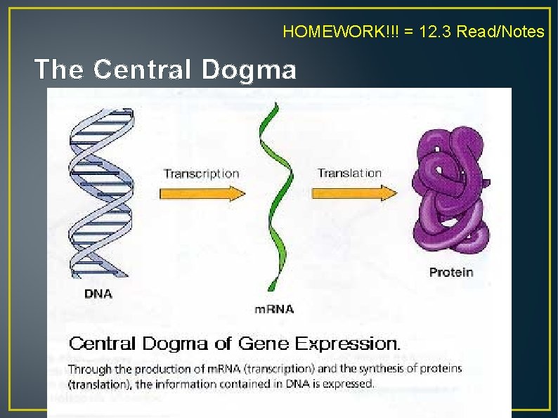 HOMEWORK!!! = 12. 3 Read/Notes The Central Dogma 