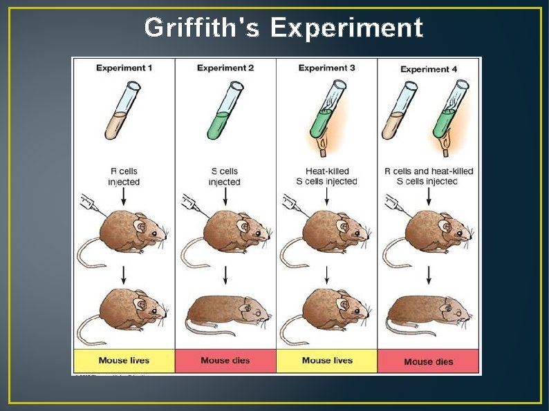 Griffith's Experiment 