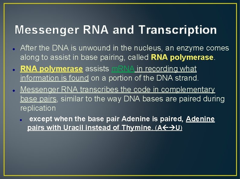 Messenger RNA and Transcription After the DNA is unwound in the nucleus, an enzyme