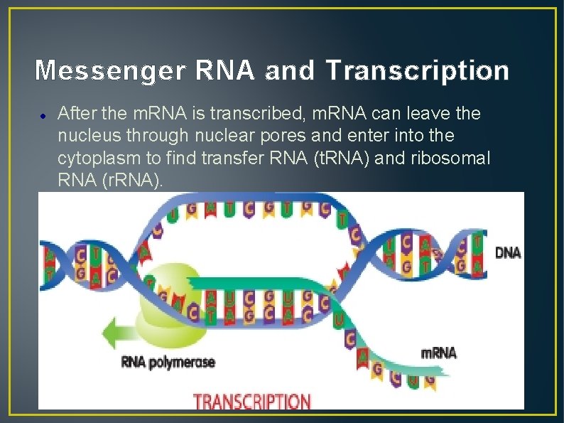 Messenger RNA and Transcription After the m. RNA is transcribed, m. RNA can leave