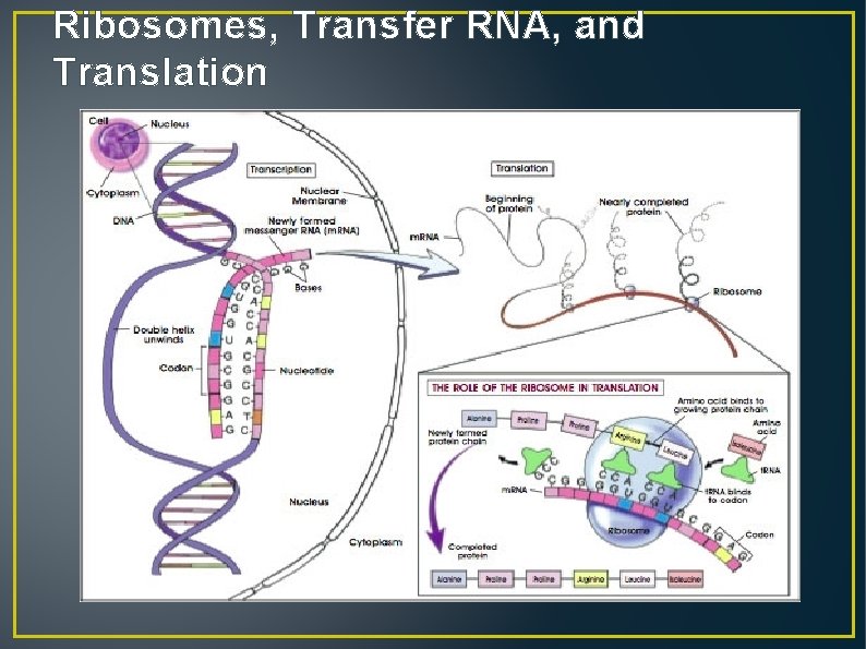 Ribosomes, Transfer RNA, and Translation 