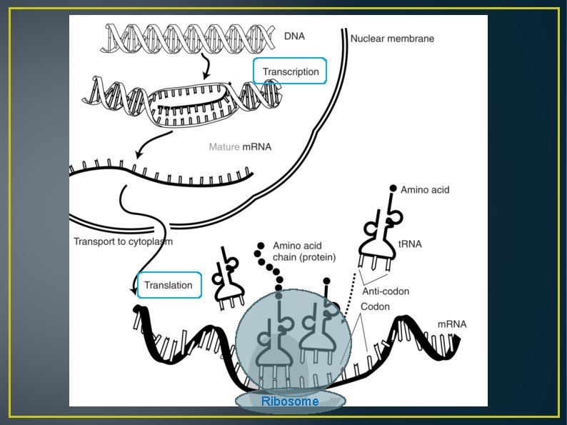 Ribosome 