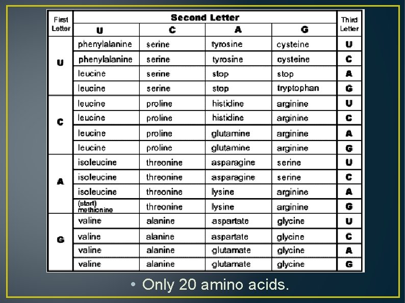  • Only 20 amino acids. 