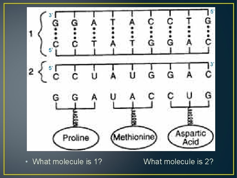 3’ 5’ 5’ 5’ • What molecule is 1? 3’ What molecule is 2?