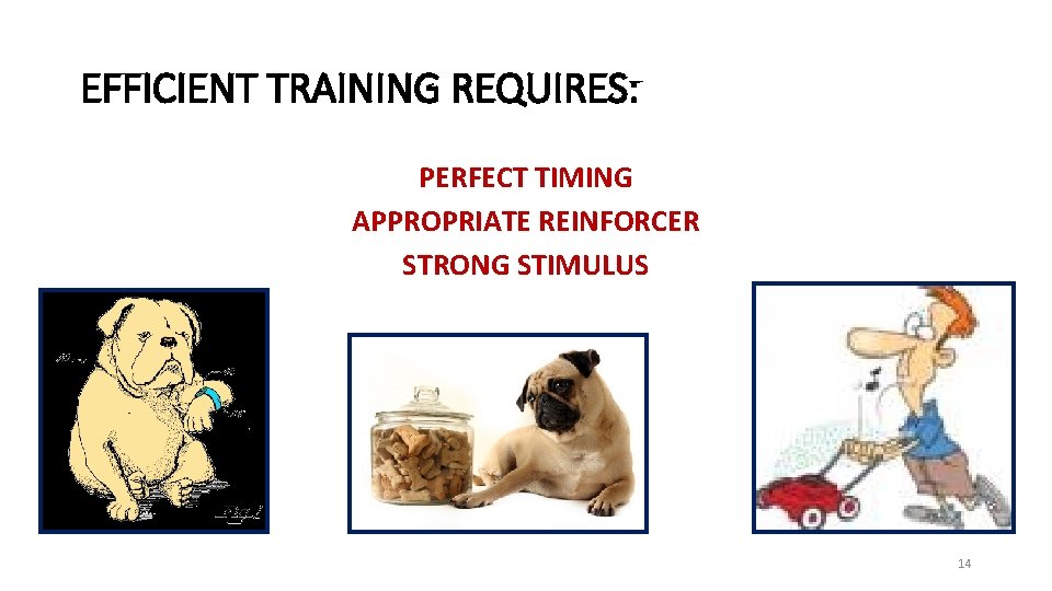 EFFICIENT TRAINING REQUIRES: PERFECT TIMING APPROPRIATE REINFORCER STRONG STIMULUS 14 