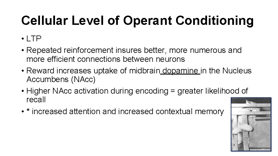 Cellular Level of Operant Conditioning • LTP • Repeated reinforcement insures better, more numerous