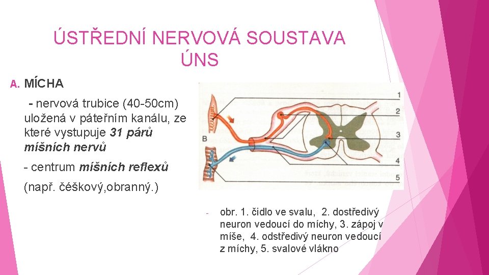 ÚSTŘEDNÍ NERVOVÁ SOUSTAVA ÚNS A. MÍCHA - nervová trubice (40 -50 cm) uložená v