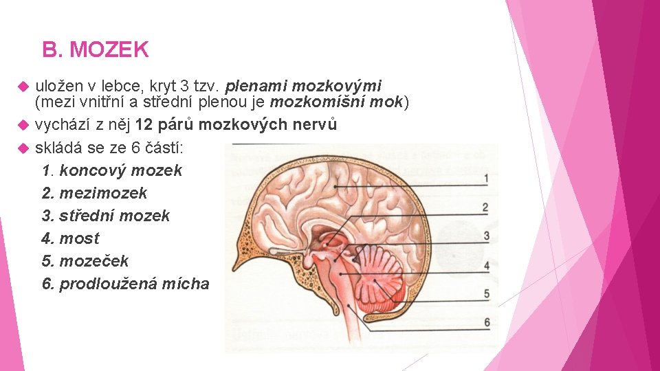 B. MOZEK uložen v lebce, kryt 3 tzv. plenami mozkovými (mezi vnitřní a střední