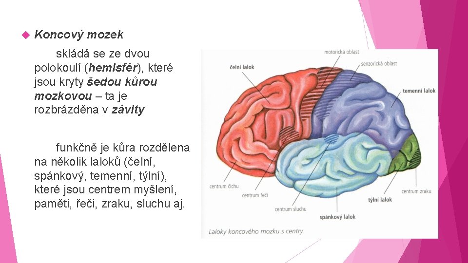  Koncový mozek skládá se ze dvou polokoulí (hemisfér), které jsou kryty šedou kůrou