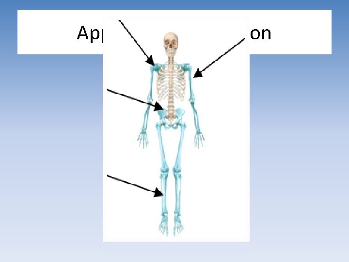 Appendicular Skeleton 