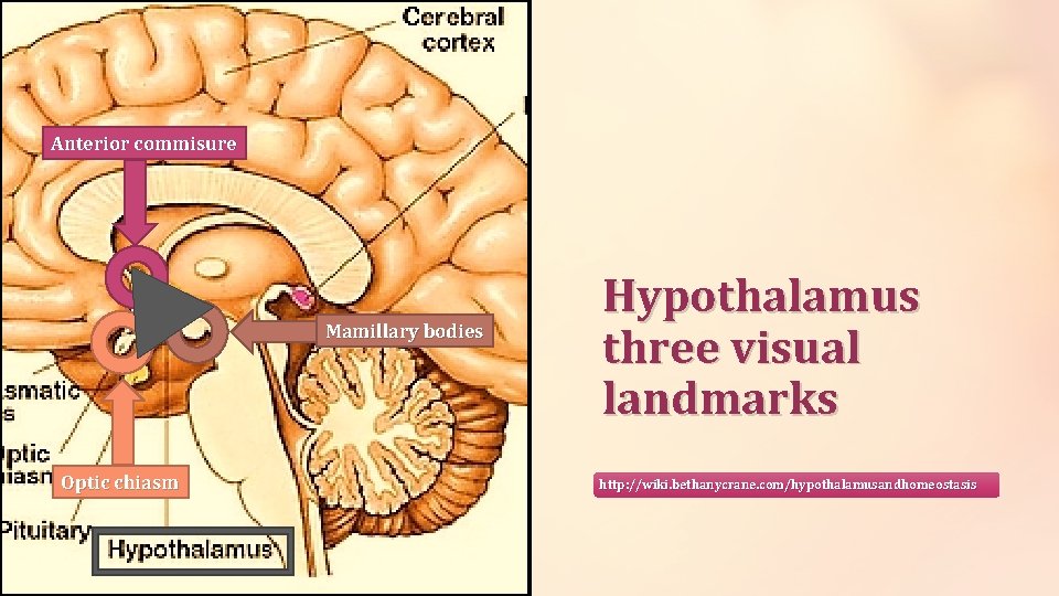 Anterior commisure Mamillary bodies Optic chiasm Hypothalamus three visual landmarks http: //wiki. bethanycrane. com/hypothalamusandhomeostasis Anterior commisure Mamillary bodies Optic chiasm Hypothalamus three visual landmarks http: //wiki. bethanycrane. com/hypothalamusandhomeostasis