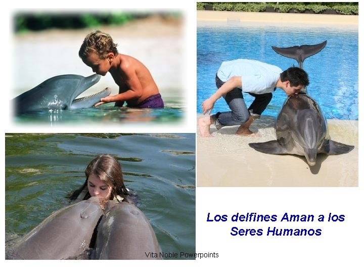 Los delfines Aman a los Seres Humanos Vita Noble Powerpoints 