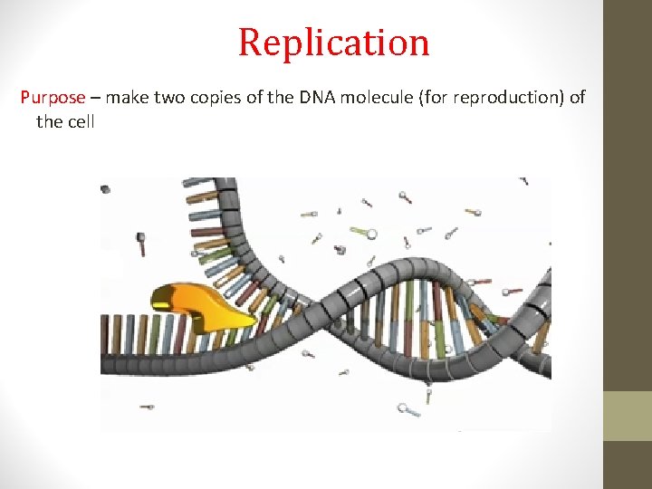 Replication Purpose – make two copies of the DNA molecule (for reproduction) of the