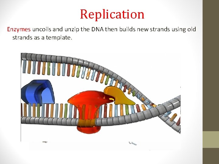 Replication Enzymes uncoils and unzip the DNA then builds new strands using old strands