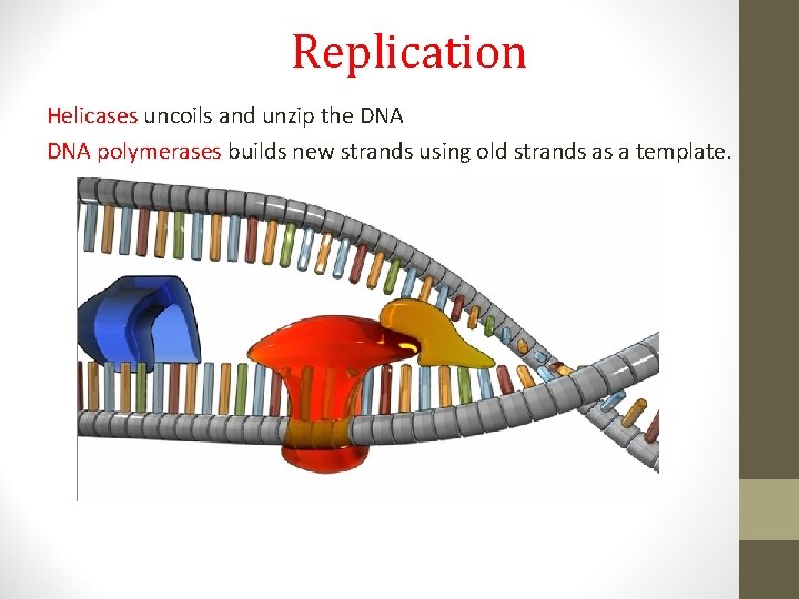 Replication Helicases uncoils and unzip the DNA polymerases builds new strands using old strands