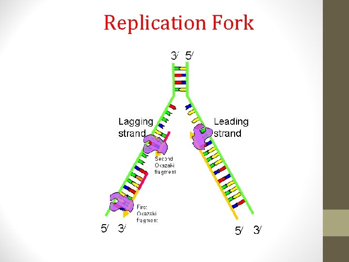 Replication Fork 