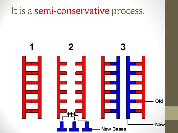 It is a semi-conservative process. 