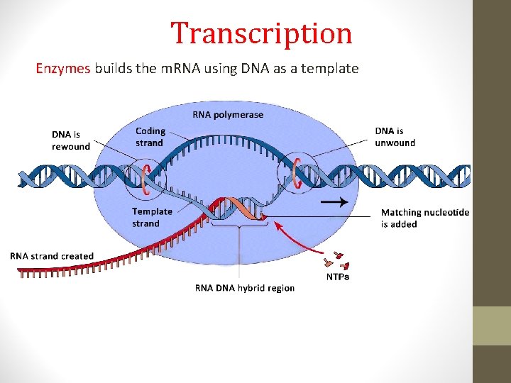 Transcription Enzymes builds the m. RNA using DNA as a template 