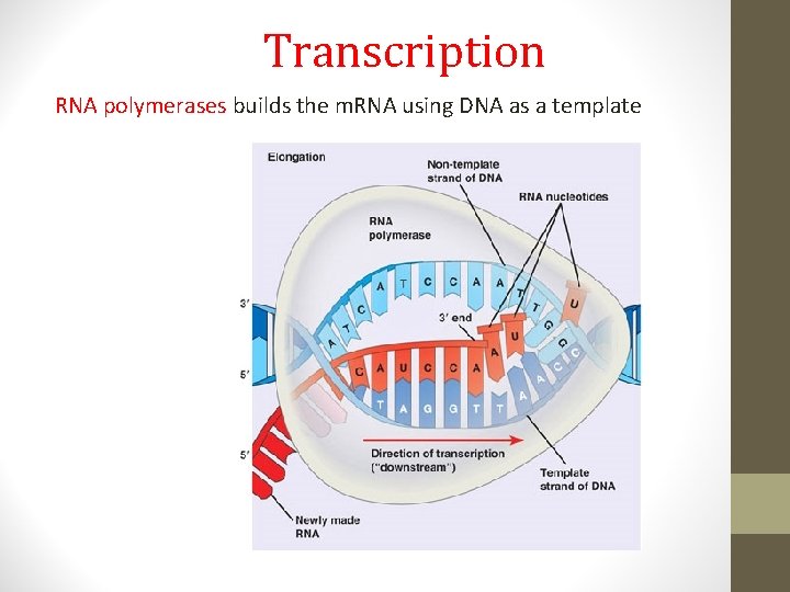 Transcription RNA polymerases builds the m. RNA using DNA as a template 