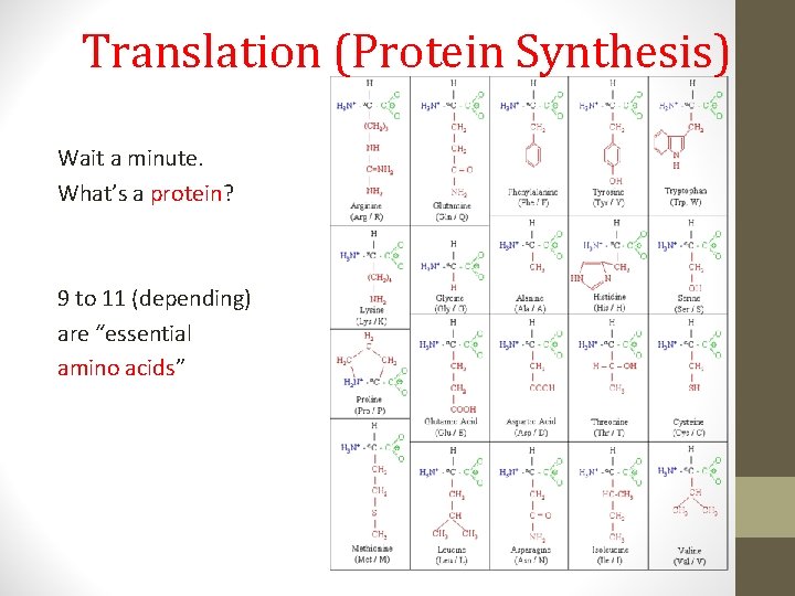 Translation (Protein Synthesis) Wait a minute. What’s a protein? 9 to 11 (depending) are