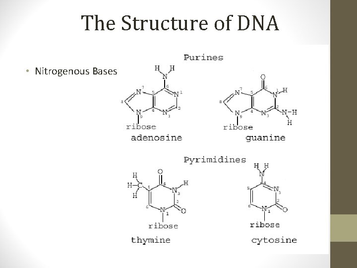 The Structure of DNA • Nitrogenous Bases 