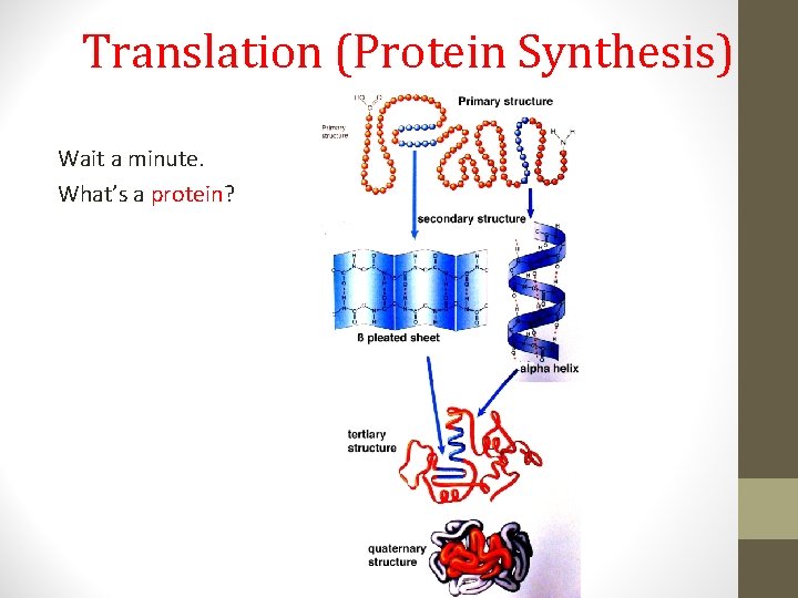 Translation (Protein Synthesis) Wait a minute. What’s a protein? 
