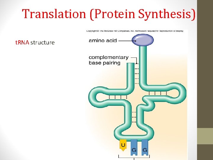 Translation (Protein Synthesis) t. RNA structure 