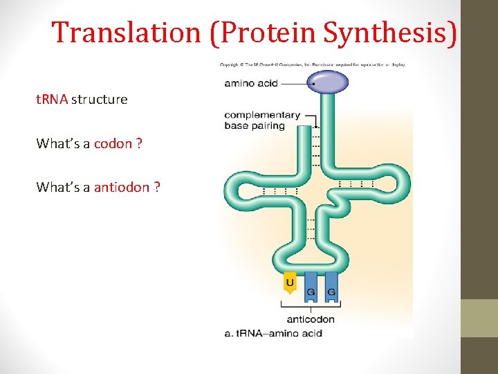 Translation (Protein Synthesis) t. RNA structure What’s a codon ? What’s a antiodon ?