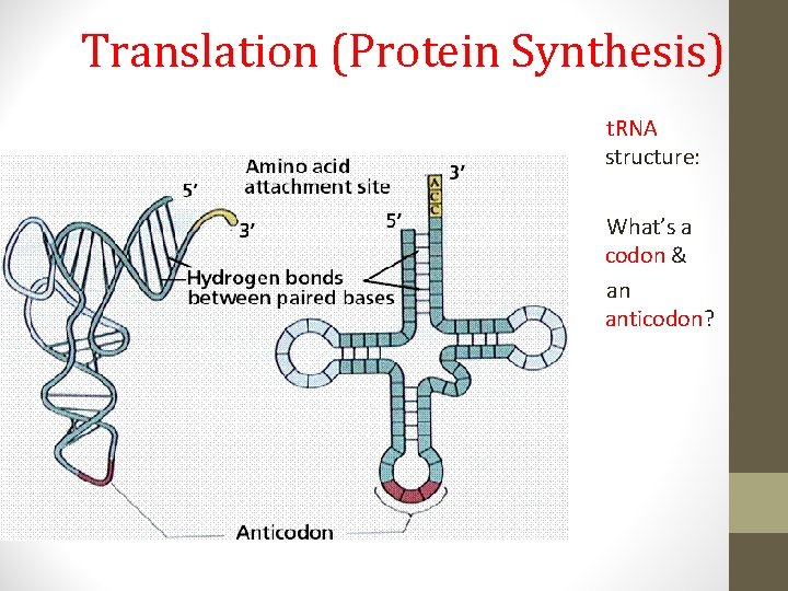 Translation (Protein Synthesis) t. RNA structure: What’s a codon & an anticodon? 