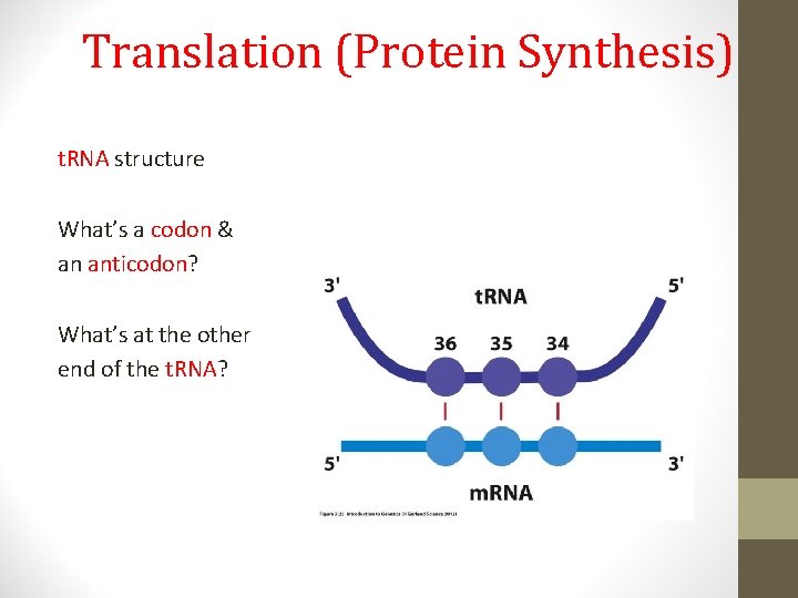Translation (Protein Synthesis) t. RNA structure What’s a codon & an anticodon? What’s at