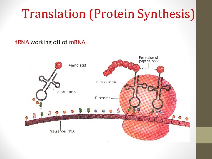 Translation (Protein Synthesis) t. RNA working off of m. RNA 
