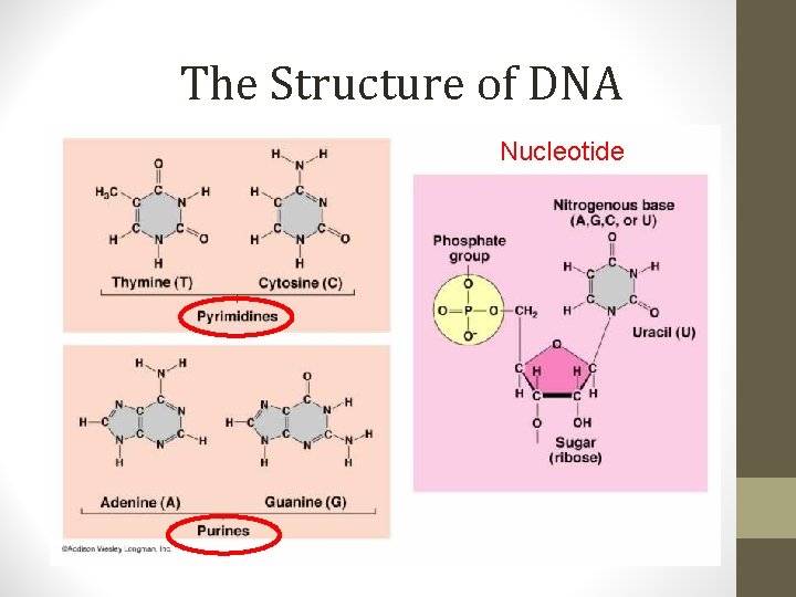 The Structure of DNA Nucleotide 