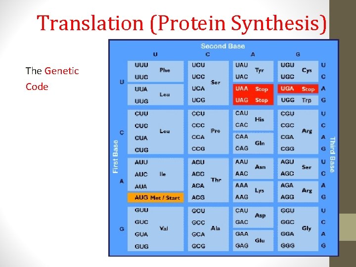 Translation (Protein Synthesis) The Genetic Code 