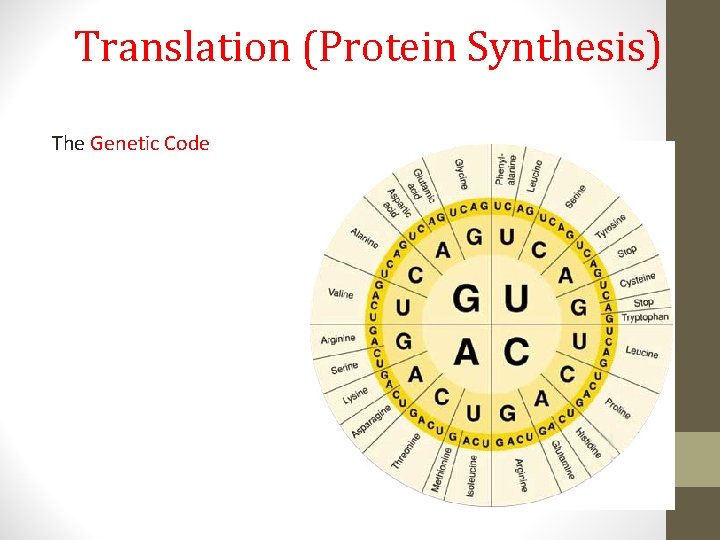 Translation (Protein Synthesis) The Genetic Code 