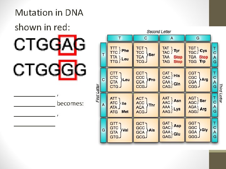 Mutation in DNA shown in red: ______ , ______ becomes: ______ , ______ 
