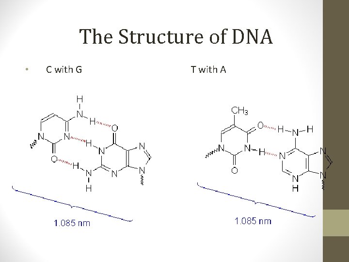 The Structure of DNA • C with G T with A 