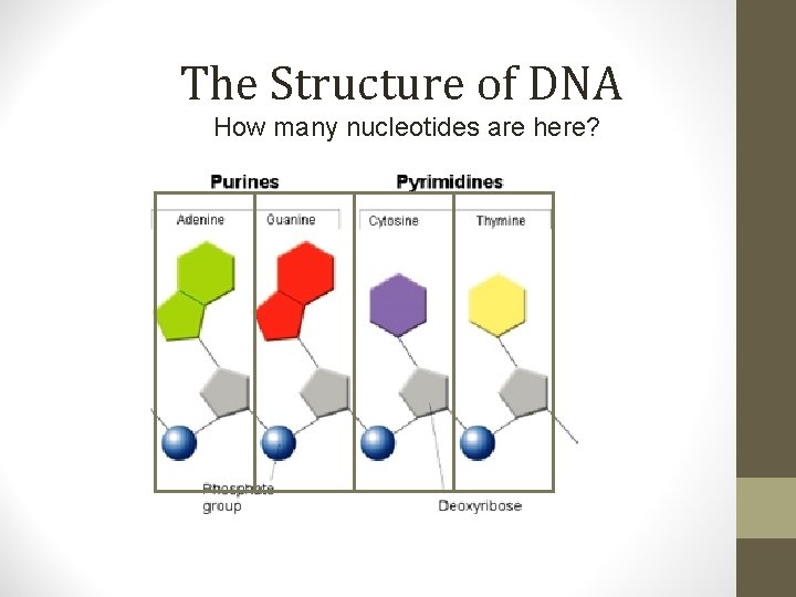 The Structure of DNA How many nucleotides are here? 