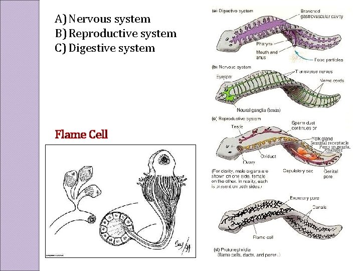 A) Nervous system B) Reproductive system C) Digestive system Flame Cell 